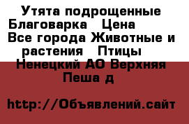 Утята подрощенные Благоварка › Цена ­ 100 - Все города Животные и растения » Птицы   . Ненецкий АО,Верхняя Пеша д.